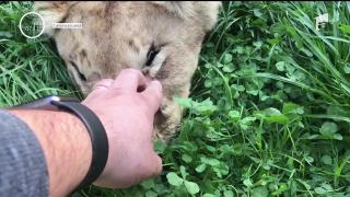 Caz inedit la Suceava. Un tânăr a scos la vânzare, pe Internet, o piele de leu