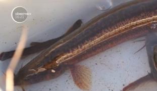 Țiparul, sursă importantă de hrană în trecut, este acum pe cale de dispariție