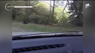 Urşi la plimbare pe Transfăgărşan