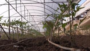 După ce a inventat roşiile pentru diabetici şi grădinile verticale, un inginer din Dolj se ocupă de răsaduri cu instrucţiuni