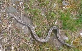 Tânăr muşcat de viperă, pe malul lacului Vidraru. Reprezentanţii Salvamont avertizează turiştii că în zonă au apărut şerpii