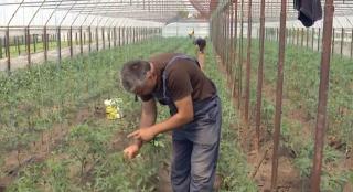 Preţuri triple la legume, din solarii până la raft. Agricultorii români se plâng că pieţele sunt pline de intermediari