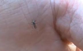 Invazie de ţânţari-tigru, purtători ai virusului Zika, în jumătate din teritoriul Franţei