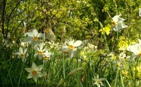 Ședință foto în lanul cu narcise, plantele ocrotite de la poalele munților Harghita