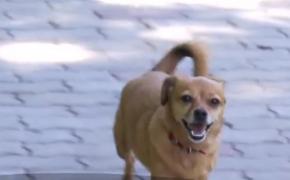 Românii preferă câinele pechinez în locul oricărui alt câine