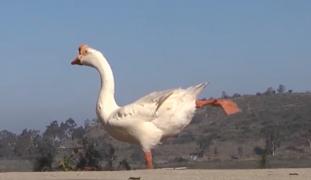 Gâscanul Louie, cel mai bun terapeut pentru o tânără dependentă de alcool şi droguri de peste Ocean