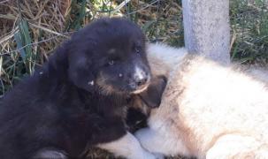 Cățeluși salvați din flăcări, în judeţul Constanţa