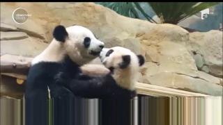 O scenă înduioşătoare a fost surprinsă la un parc zoologic din Franţa