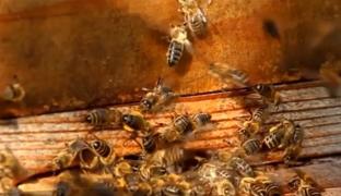 Filmul tragediei de la Buzău, unde doi bărbaţi au fost ucişi de albine. Ce a provocat atacul insectelor