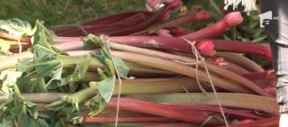 Sărbătoare cu delicii cu rabarbăr, de la prăjituri şi până la pizza, într-un sat din Mureş!