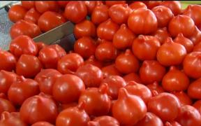 Primele roşii româneşti au ajuns în pieţe. Sunt de aproape 5 ori mai scumpe decât cele din import