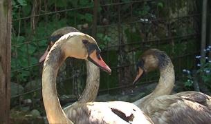 Lebedele salvate dintr-o groapă de gunoi au fost furate!