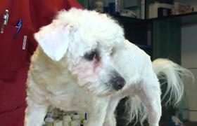 Cum trebuie pregătite animalele de companie pentru sezonul cald