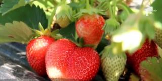 Căpşunile de Satu Mare, mari şi parfumate, au apărut în pieţe. Cât costă kilogramul