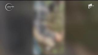 Animale chinuite fără milâ