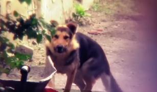 Un copil de 9 ani din Arad a fost mutilat de câinii vecinilor. Medicii au găsit zeci de muşcături pe corpul copilului și l-au băgat în operație