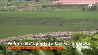 Revoltă într-o comună din Bistriţa-Năsăud. Pădurea a fost tăiată pentru a face loc gunoiului