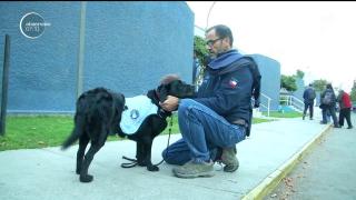 Cu câinele la dentist