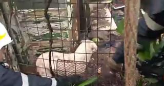 Un căţel blocat în gardul unei locuinţe care ardea, a fost salvat de pompieri