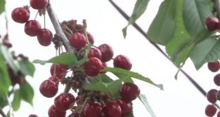 Păuleşti, patria cireşelor de mai! Oamenii din comuna prahoveană au ieşit cu fructele la poartă