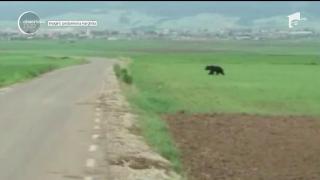 Puii unei ursoaice, căutați în pădure de jandarmii din Harghita