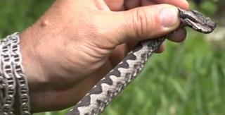 Viperele au invadat pădurile de lângă Deva! Cum să ne ferim de ele şi ce facem dacă suntem muşcaţi