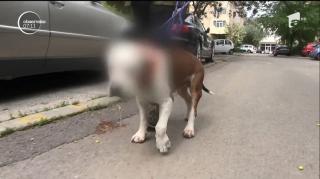 Scandal, după ce un câine de rasă găsit mutilat la o canisă din Constanţa