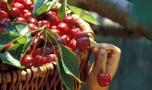 Cireşele româneşti de mai vor fi pe tarabe, într-o săptămână