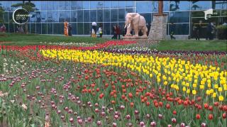 Sute de mii de lalele colorate au impresionat vizitatorii unui festival din China