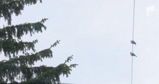 Alertă la Bacău. Sute de păsări, printre care şi cele din curţile localnicilor, s-au prăbuşit moarte la pământ!