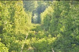 Tunelul iubirii s-a dărâmat. Parlamentul European a inclus tunelul în lista de comori ascunse de pe continent