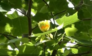 Tulipan, arborele rar din Bistrița cu flori asemănătoare lalelelor