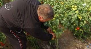 Roşiile româneşti, mai scumpe decât cele de import