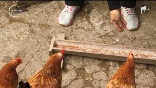 Găini cu ouă de ciocolată, aduse în România de o femeie din Sinaia