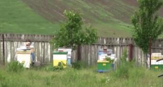 Un preot dintr-un sat din Vaslui a reuşit să-şi supere enoriaşii, după ce şi-a făcut o stupină chiar la marginea cimitirului!