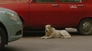 Despăgubiri pentru fetița mușcată de câine. Copila de 8 ani va primi o despăgubire de 10.000 de euro