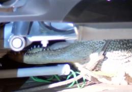 O familie din statul american Texas a avut parte de o sperietură zdravănă (Video)