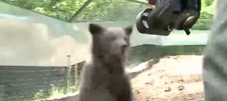 Brigitte, puiul de urs devenit vedetă din Rezervaţia de la Zărneşti