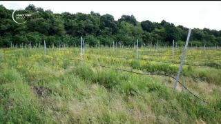 Cea mai mare plantaţie ecologică de goji din Europa s-ar putea transforma în păşune, după o somaţie