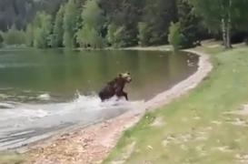 Turistă atacată de urs în zona lacului Sfânta Ana. Animalul a vrut să-i fure geanta, iar femeia nu i-a dat-o. Atunci, a mușcat-o