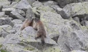 Două marmote ”îndrăgostite”, filmate în Parcul Național Retezat