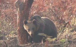 Cazul turistei muşcate de urs în timp ce îşi făcea un selfie reaprinde scandalul împuşcării animalelor