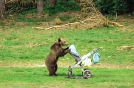 Pui de urs surprins pe malul Lacului Sfânta Ana când a luat biberonul și jucărie unui bebeluș din cărucior
