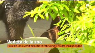 Pui de urs 'cu ochelari', cel mai nou locatar de la o grădină zoo din Belgia