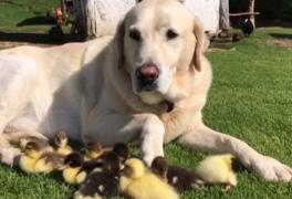 Un labrador din Marea Britanie a devenit mama adoptivă pentru nouă pui de raţă