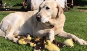 Un labrador, tată adoptiv pentru nouă rățuște