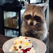 Un ratonul pofticios, vedetă pe Facebook