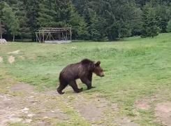Celebrul ursuleţ Şoni de la Lacul Sfânta Ana nu va fi împuşcat, ci relocat
