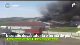 Incendiu devastator la o fermă din Mureş. Aproape 2.000 de porci au ars de vii după ce flăcările au cuprins hala în care se aflau