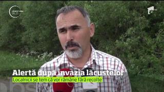 E stare de alertă în Harghita, după ce lăcustele de fâneaţă au invadat peste 1.000 de hectare din trei localităţi